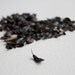 WOAD SEEDS, 1 gram, season summer 2011