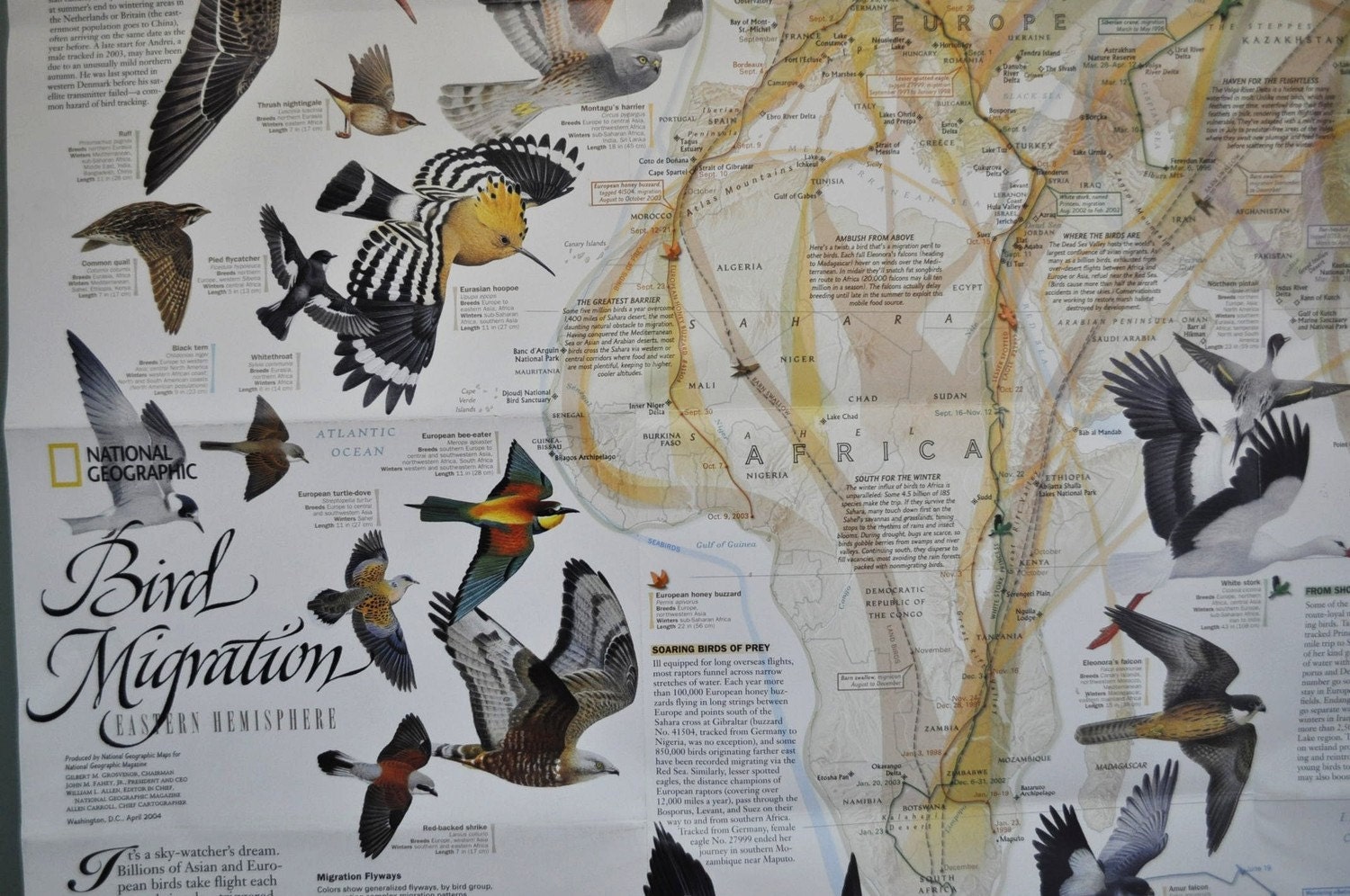 bird-migration-map-eastern-western-hemisphere-national-geographic-my