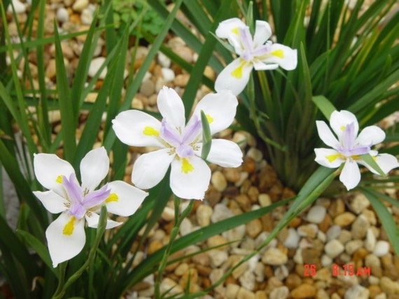 AFRICAN IRIS SEEDS Dietes iridioides Fortnight Lily Morea Iris