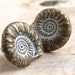 Nautilus Shells - stud earrings