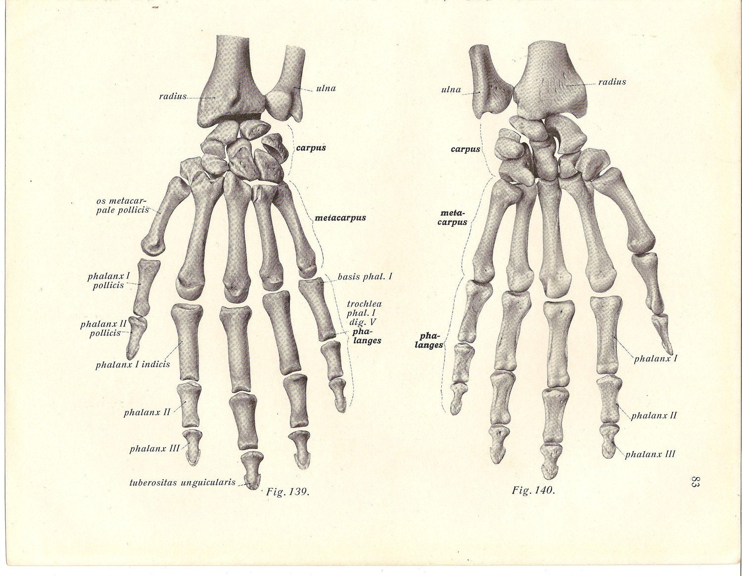 Skeleton Hands...Medical human anatomy 1932 Illustration