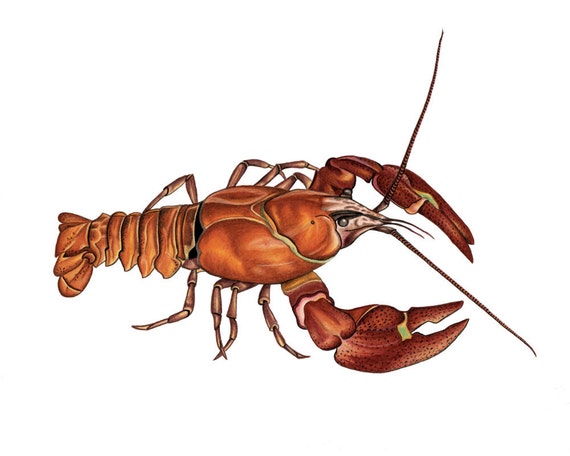 Crayfish Print 8x10