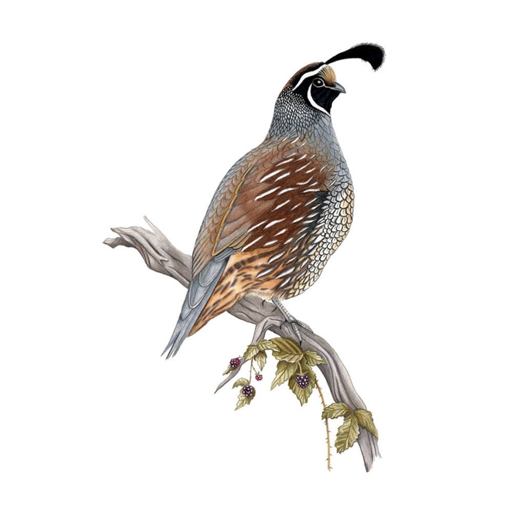 clipart of quail - photo #14