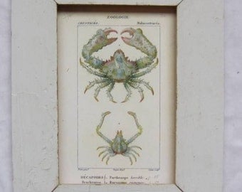 Coastal Crustacean Wildlife Print Recycled Wood Frame CR 8