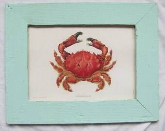 Coastal Crustacean Wildlife Print Recycled Wood Frame