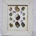 Coastal Seashell Print Recycled Wood Frame