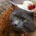 Belle of the Ball Kitty Photo Prop - Spring Hat with Wig