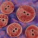 Red Porcelain 5 Pottery Buttons B129