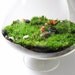 Fairy Garden Terrarium