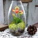 Woodland Orchid Terrarium