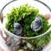 Bear Pair Bowl Terrarium & Live Moss: Miniature Black Bear Figurines in Small Glass Bowl
