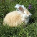 Organic Rabbit Wool Fibers from Blue Bell Natural Lynx English Angora Rabbit Fur Hair No Fillers Cruelty Free 5/8 Ounce NOT Cut