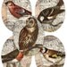 30 mm x 40 mm Ovals - 1.15 Inch x 1.57 Inch - Bird Owl Collages - Digital Collage Sheet 756