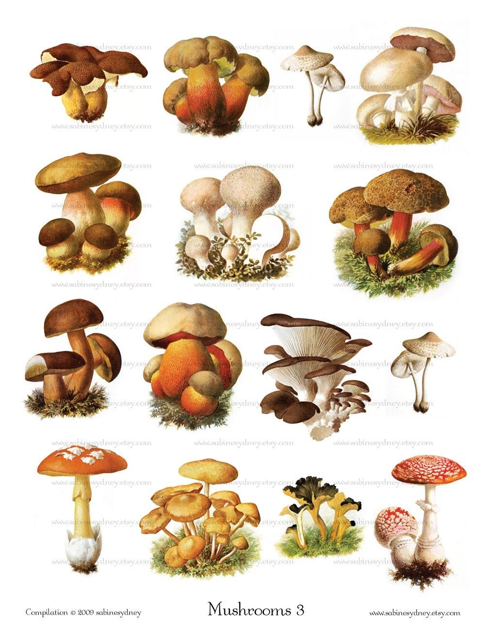 Mushroom Vintage 41