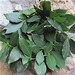 Winter Wreath, Organic Freshly Drying Bay Leaf Wreath.