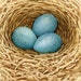 Robin Eggs In Nest - 8x10 archival watercolor print by Tracy Lizotte