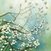 Fly Away No 1 - 8x10 archival watercolor print by Tracy Lizotte
