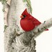 Cardinal In Birch Tree - 8x10 archival watercolor print by Tracy Lizotte