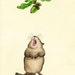 Yummy Acorn