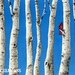 Birch Trees - 11x14 archival watercolor print by Tracy Lizotte