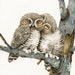 Owl Smooches - 5x7 archival watercolor print by Tracy Lizotte