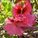 Sunset Geranium, seed packet, vivid large pink blooms