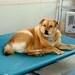 2 Dog Beds Private Listing For Kristal Top Gun Marine Canvas Teal Dog Cots. Thank You.