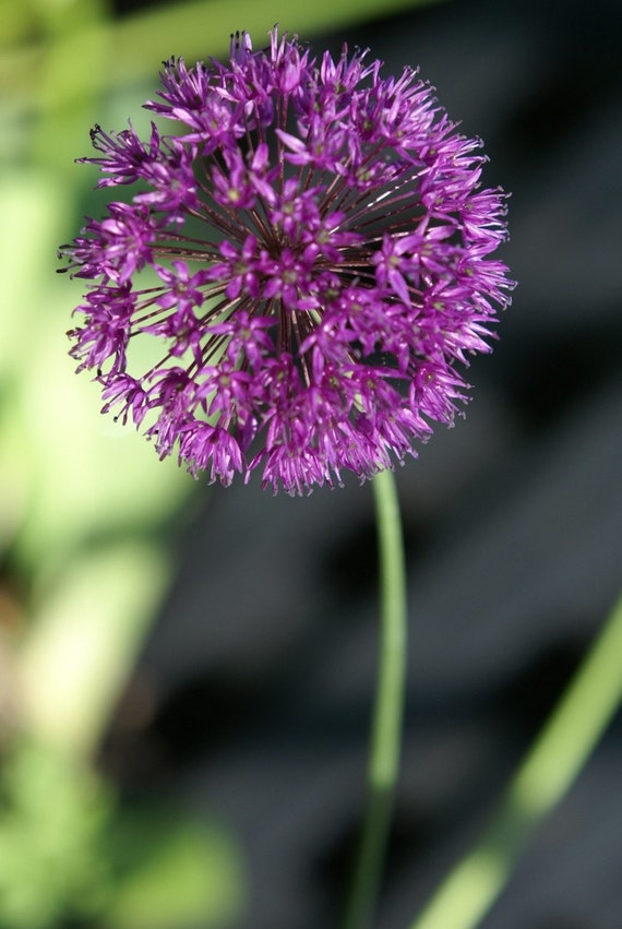 Handmade Photo Greeting Card Purple Ball Flower Allium by kfq0306