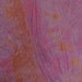 Dried Roses Marbleized Wool