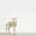 Baby Sheep (Lamb) No. 1, 7 x 8 Fine Art Print