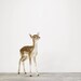 Baby Deer, 7 x 8 Fine Art Print