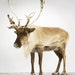 Reindeer, 7 x 8 Fine Art Print