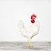 Rooster No. 1, 7 x 8 Fine Art Print