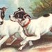 Fox Terrier Dogs and Puppies 1905 Color Book Plate Chromolithograph