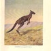 1927 Color Book Plate Bactrian KANGAROO Hippopotamus Chromolithograph Natural History Plate