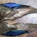 Fly Me To The Moon Wonderful Vintage Millinery Real Bird Wings