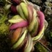 Handspun yarn, handpainted extreme thick and thin art yarn, slub yarn Merino Rambouillet wool yarn-POISON APPLE