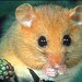 Weemouse
