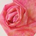Silk Scarf - Grapefruit - Hand Painted Ladies Scarves Pink Salmon Fuchsia Rose