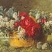 PRINT FREE SHIP Summer Cabbage Roses Paul de Longpre