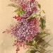 Print FREE SHIP French Lilacs Flower C. Klein