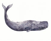 Ancient Sperm Whale - 16" x 20" Archival Print