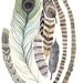 Feather Collection - Original watercolor painting