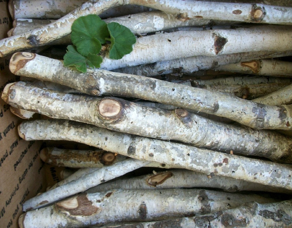 Rustic White Birch Wood Branches .. 12 inch in by TheHickoryTree