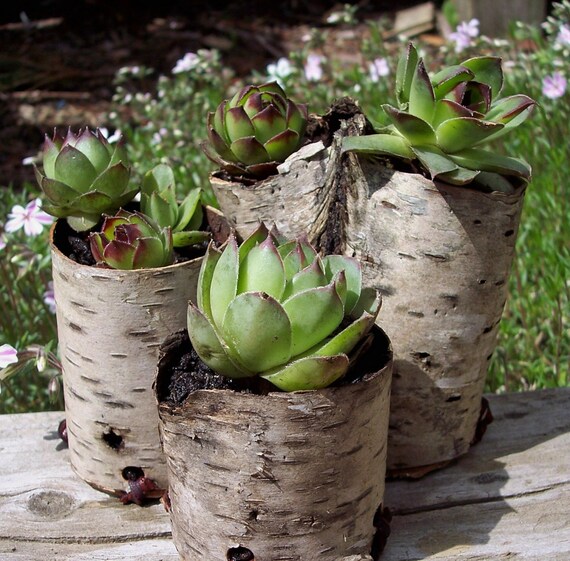 Small Birch bark planters with Succulents Hens by bearpawrustics