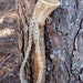 Wooden Walking stick with FREE Shipping, 55 inch Woodland Hiking Staff