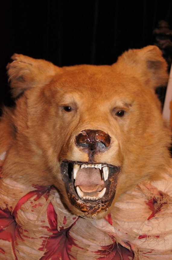 Fabulous Antique Vintage Taxidermy Bear Head