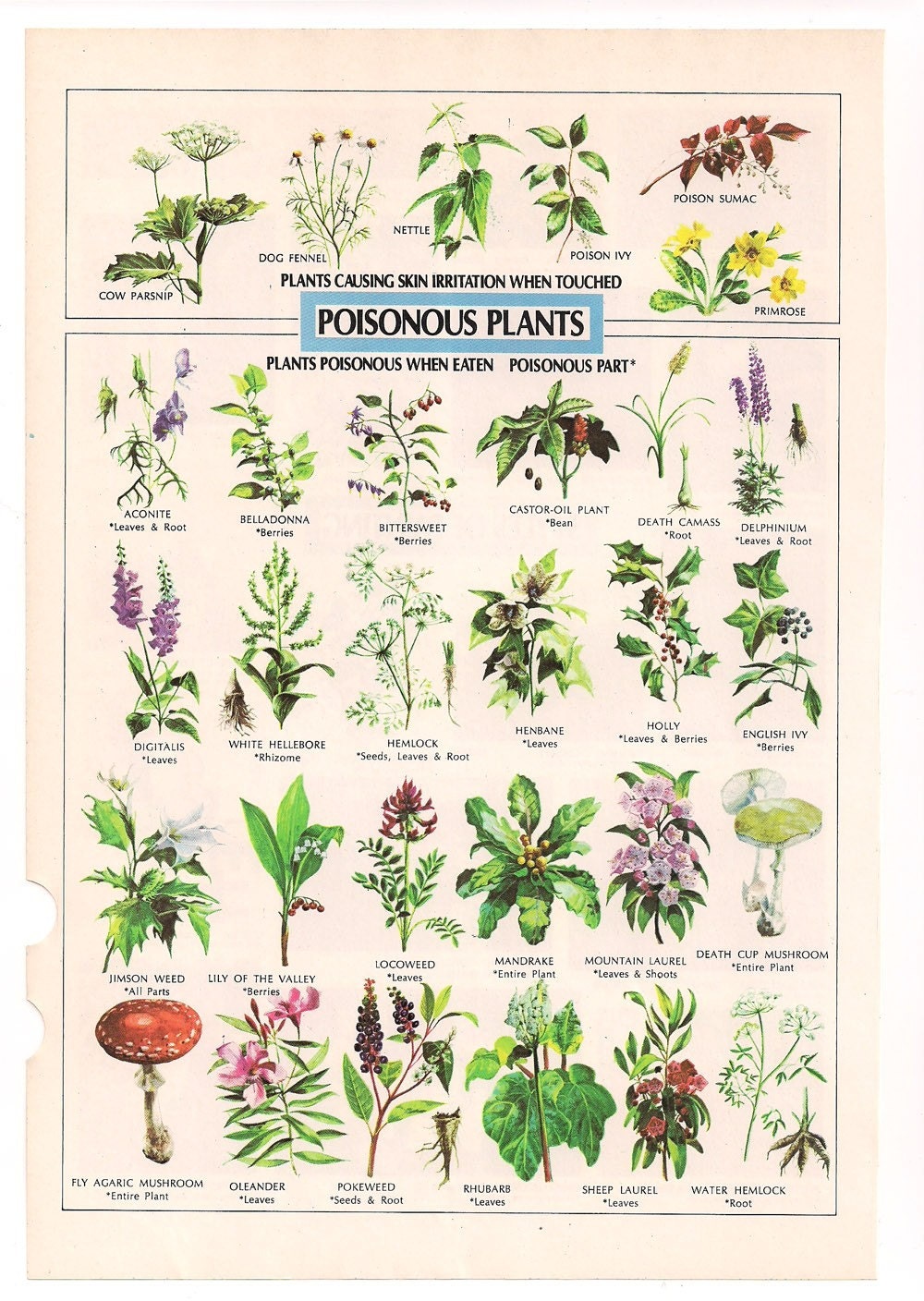 1972-poisonous-plants-illustration