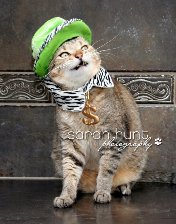 Items similar to Fine Art Photograph - Pimp Cat on Etsy