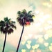 Palm Tree Bokeh (8x8)